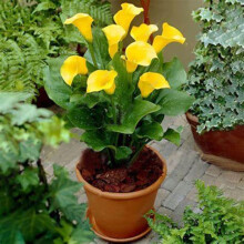 Calla Lily Bulbs,Garden Flowers,Calla Lily Bulbs for Planting Now UK,Plant Bulbs,Hardy Perennial,Wedding Flowers,Cut Flowers,Strong Plants That Grow