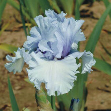 Wedding, Iris Bulbs for Planting Now UK, Greening Flower, Hardy Perennial, Iris Bulbs, Garden Flowers, Plant Bulbs, Natural Organic, 5bulb-c