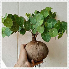 Stephania erecta Live Plant,Stephania erecta Bulb, Plants/Rhizome/Ornamental- Stephania erecta Bulbs, Rhizome Excellent Display Indoor Perennial Balc