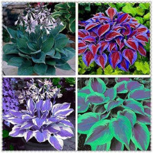 Hostas Plants for Sale,Golden Jade Carving Feels Beautiful,Hostas Mix,Good for Containers-15bulbs-E