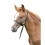 (Foal/Mini, Black) Shires Foal Slip Headpiece 1