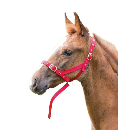 (Foal/Mini, Red) Shires Foal Slip Headpiece