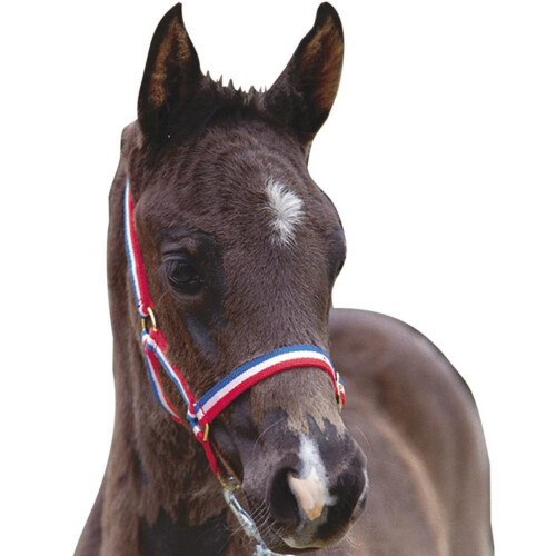 Roma (Foal, Red/White/Blue) Roma Foal Headcollar
