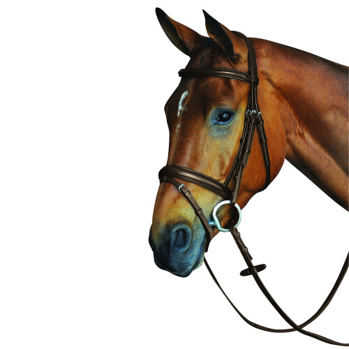 Collegiate Comfort Crown Padded Raised Leather Flash Bridle