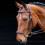 Salisbury Brampton Horse Bridle 1