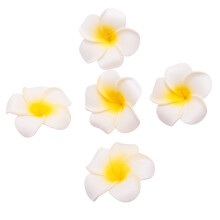 100Pcs White Foam Hawaiian Frangipani Artificial Plumeria Flower Petals Cap Hair Hat Wreath DIY Wedding Decoration 5cm