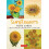 Sunflowers 12 Blank Note Cards Other Book 1