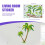 Coconut  Tree Sticker Tropical Beach Wall Decal Living Room Backdrop Sticker 7