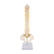 45 Cm MäNsklig Ryggrad med BäCkenmodell MäNsklig Anatomisk Anatomi Ryggradsmodell Ryggradsmodell + Stativ Fexibel