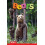 Bears by Dona Herweck Rice Paperback Book 1