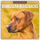 Rhodesian Ridgebacks 2026 Square Wall Calendar by Red Robin Paperback 1