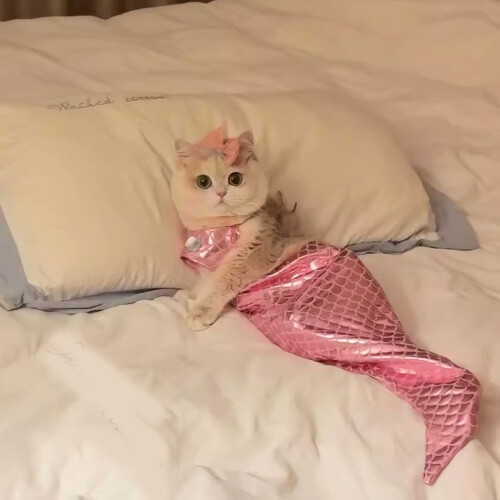 Costume de queue de poisson pour chat 1010 cm 3,943,94 po Rose 2