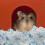 Hamsterpapier Einstreu Für Kleintiere 5