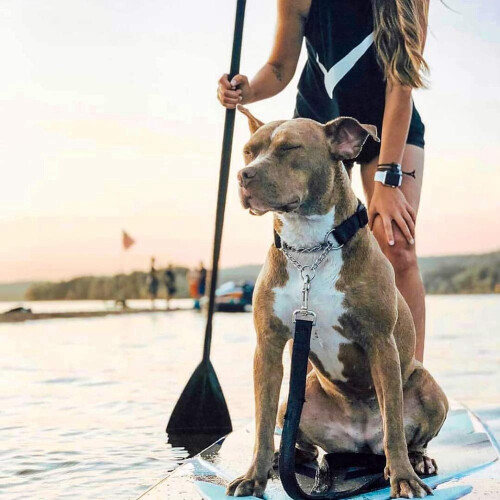 Adjustable Stand  Paddle Board Paddle with Unique Lock Design Floating Alloy Shaft Paddleboard Paddle,Black 1