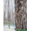 47? Single Source Canadian Organic Maple Sugar (500g) 5