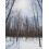 47? Single Source Canadian Organic Maple Sugar (500g) 4
