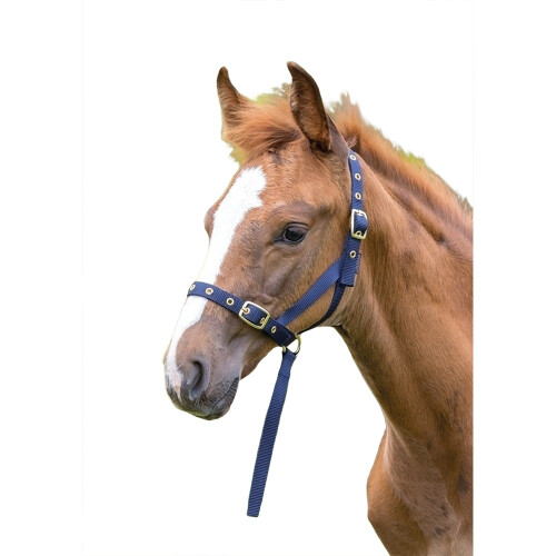 (Foal/Mini, Navy) Shires Foal Slip Headpiece