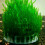 Aquatic Pet Supplies Decorations Aquarium Moss  Live Plants Filter Decor 6