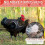1pcs Chicken Saddles for Hens, Chicken Apron Back Protector for Hens with Adjustable Strap, Chicken Hen Mating Saddle 5