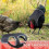 1pcs Chicken Saddles for Hens, Chicken Apron Back Protector for Hens with Adjustable Strap, Chicken Hen Mating Saddle 6