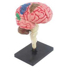 New 4D Human Brain Model Kids Scientific Medical Teaching Anatomical Model Lab Display Model DIY Assembling Model