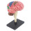 New 4D Human Brain Model Kids Scientific Medical Teaching Anatomical Model Lab Display Model DIY Assembling Model 1