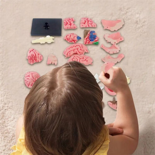New 4D Human Brain Model Kids Scientific Medical Teaching Anatomical Model Lab Display Model DIY Assembling Model 2
