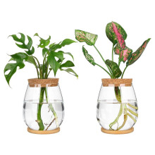 Plants Propagation Stations, 2 Pcs Separated Desktop Plant Terrarium with Wooden Tray & Lid for Propagating Hydroponic