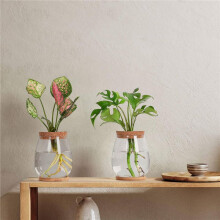 Plants Propagation Stations, 2 Pcs Separated Desktop Plant Terrarium with Wooden Tray & Lid for Propagating Hydroponic