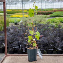 3 PièCes en Bois Nid D'Abeille Plante Grimpante Support Treillis Plante Grimpante Horticole Empotage Support Fixe Poteau de Support