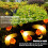 50 LED Solar Honeybee String Lights 4