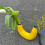 Bananblomvas Söt Bananformad Bordsvas för Blomsterarrangemang Vardagsrum Sovrum Heminredning 3