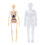 Modèle du corps humain 28,5 x 10 cm anatomie interactive en ABS 1