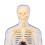 Modèle du corps humain 28,5 x 10 cm anatomie interactive en ABS 14