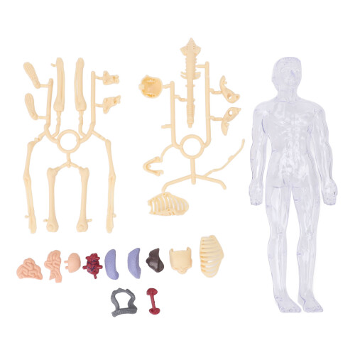 Modèle du corps humain 28,5 x 10 cm anatomie interactive en ABS 2