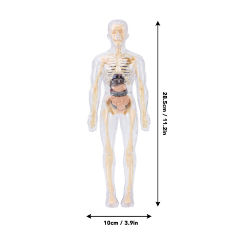 Modèle du corps humain 28,5 x 10 cm anatomie interactive en ABS 1