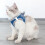 Gilet Pour Chat, 9