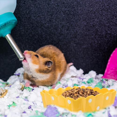 Céramique Pour Cochons D'inde Petits Animaux 2