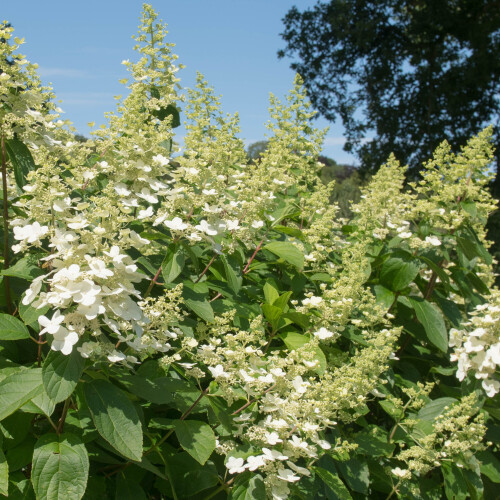 Hortensja bukietowa Tardiva 2L