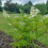 Hortensja bukietowa Tardiva 2L 4