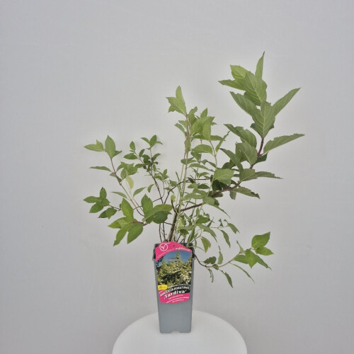 Hortensja bukietowa Tardiva 2L 1