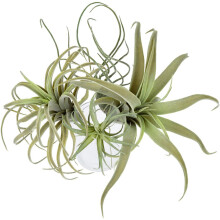 4Pack KüNstliche Ananas Gras Luft Pflanzen GefäLschte Blumen Faux Flocking Tillandsia Bromelien Hausgarten Dekor