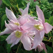 Powojnik Markham’s Pink botaniczny 1L