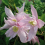 Clematis Markham’s Pink 1L 1