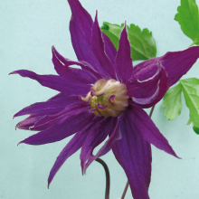 Powojnik Purple Spider botaniczny 1L