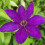 Clematis The President 1L 1