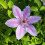 Clematis Nelly Moser 1L 1