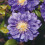 Clematis Kiri Te Kanawa 1L 1