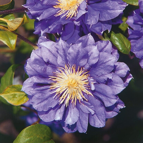 Clematis Kiri Te Kanawa 1L