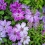 Clematis Baltyk 1L 1